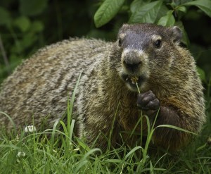 groundhog-956701_640
